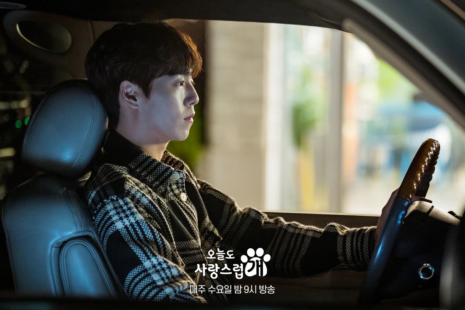 A Good Day to Be a Dog